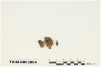 藏品(銀苔屬)的圖片